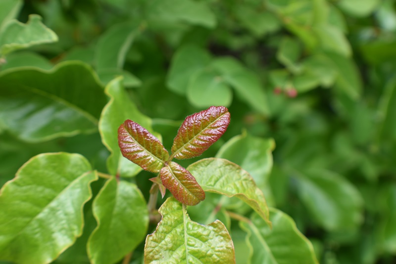 Young Red Poison Oak Leaf Surrounded With Mature Green Poison Oak Leafs