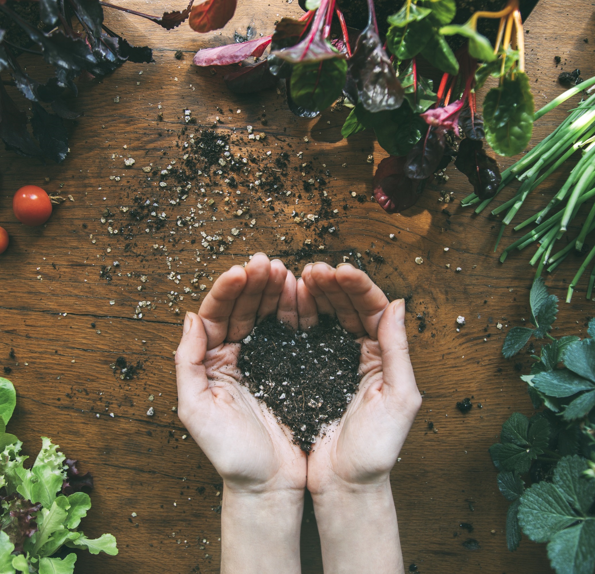 Hands with soil and seeds
